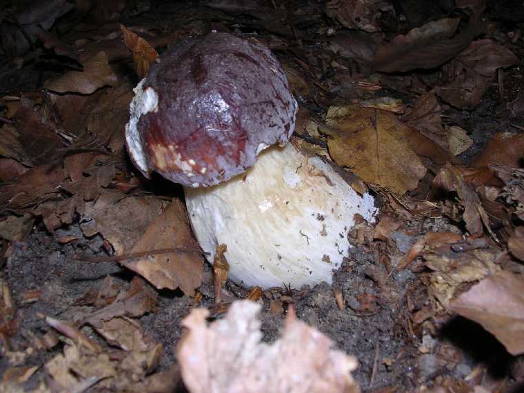 B. pinophilus - 9 ottobre 2004 - 02
