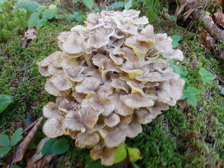 P. umbellatus - 6 Settembre 2022 - 01