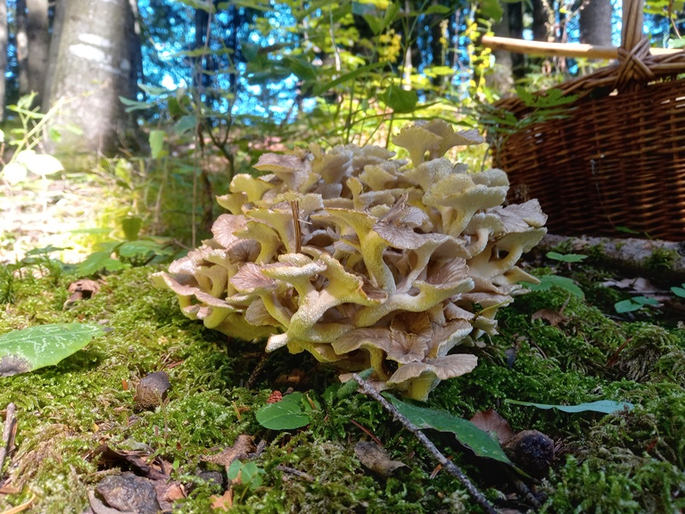 B. edulis - 6 Settembre 2022 - 02