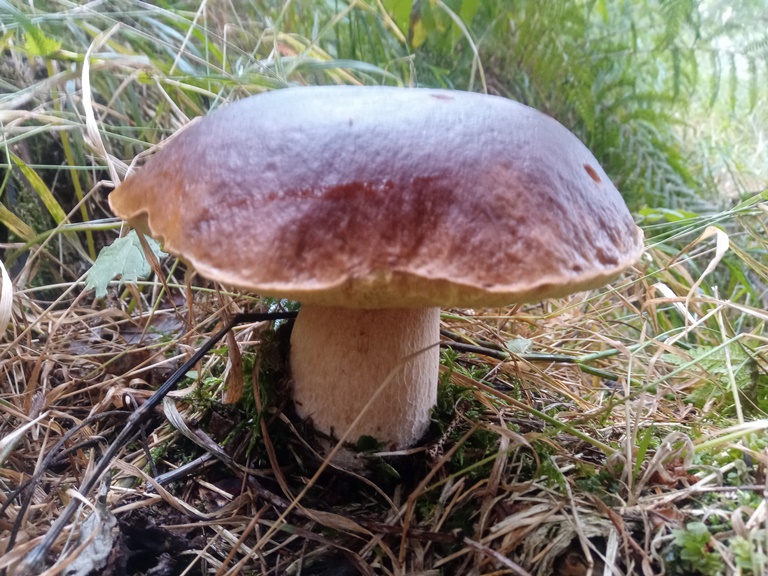 B. edulis - 8 Settembre 2022 - 03