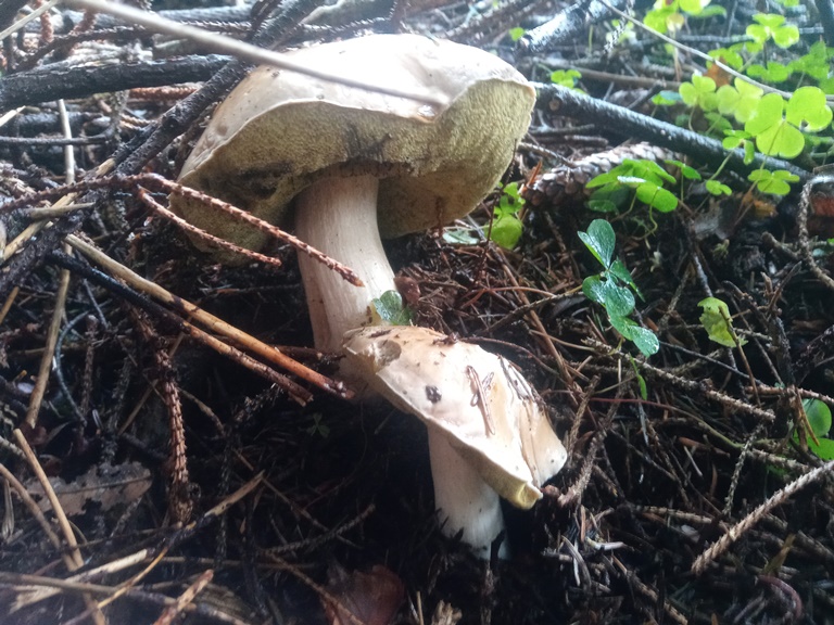 B. edulis - 8 Settembre 2022 - 04