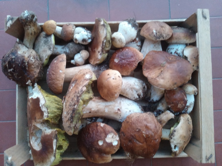 B. edulis - 12 Settembre 2025 - 01