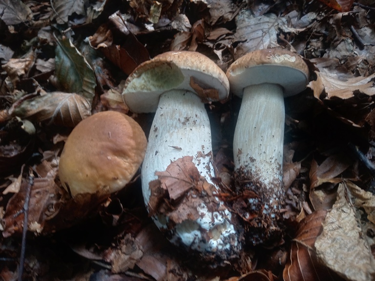 B. edulis - 16 Settembre 2025 - 01