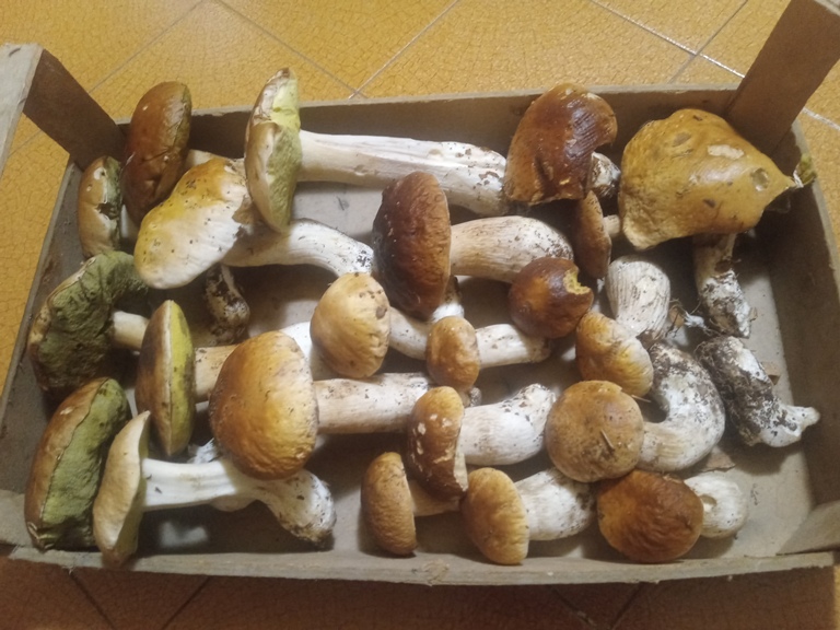 B. edulis - 16 Settembre 2025 - 02