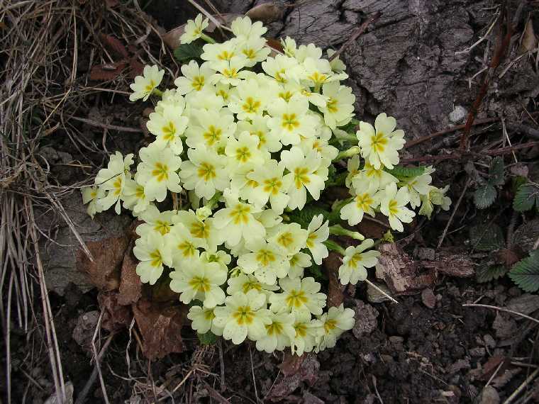 P. vulgaris - 19 marzo 2005 - 03