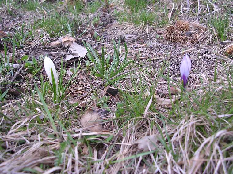 C. albiflorus - 26 marzo 2005 - 01