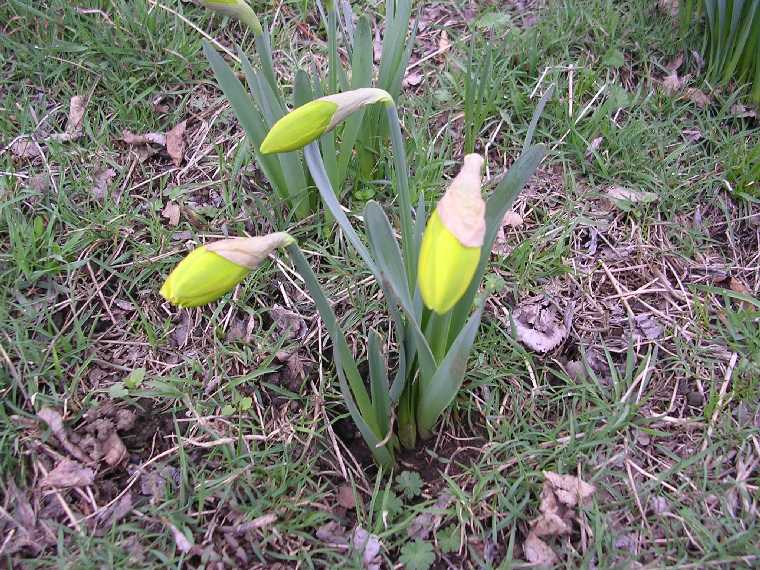 N. pseudonarcissus - 26 marzo 2005 - 02