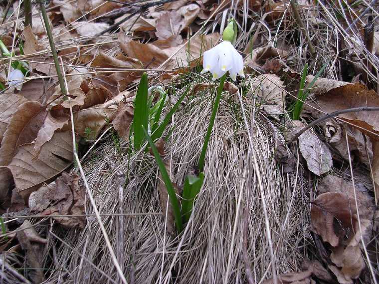 L. vernum - 26 marzo 2005 - 03