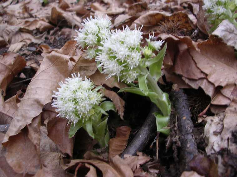 P. albus - 26 marzo 2005 - 04