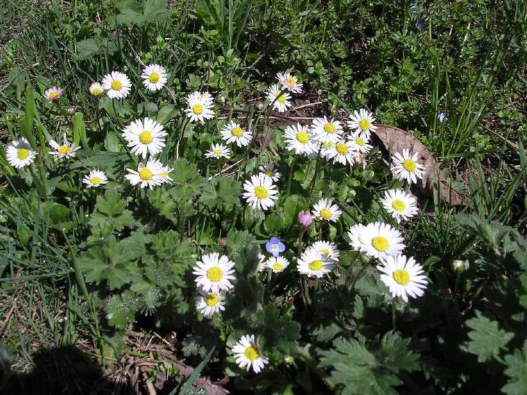 B. perennis - 28 marzo 2005 - 01