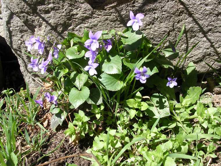 Viola sp. - 28 marzo 2005 - 02
