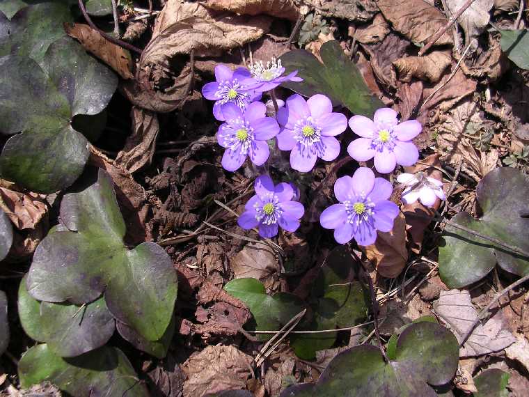 H. nobilis - 02 aprile 2005 - 01