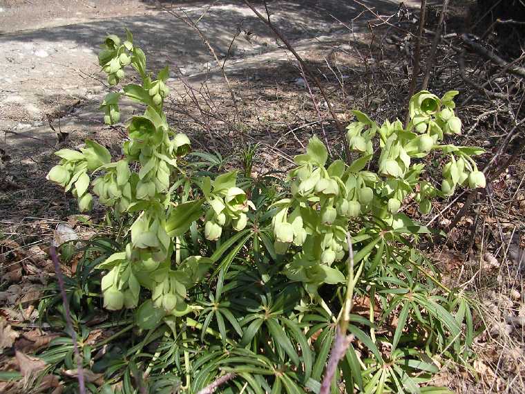 H. odorus - 02 aprile 2005 - 02