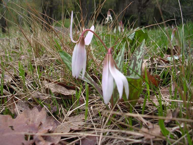 E. dens canis - 10 aprile 2005 - 01