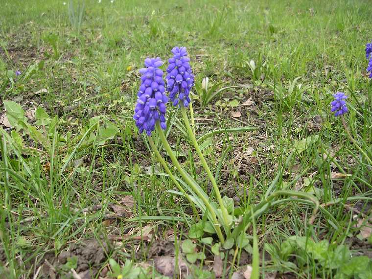 Muscari sp. - 10 aprile 2005 - 02