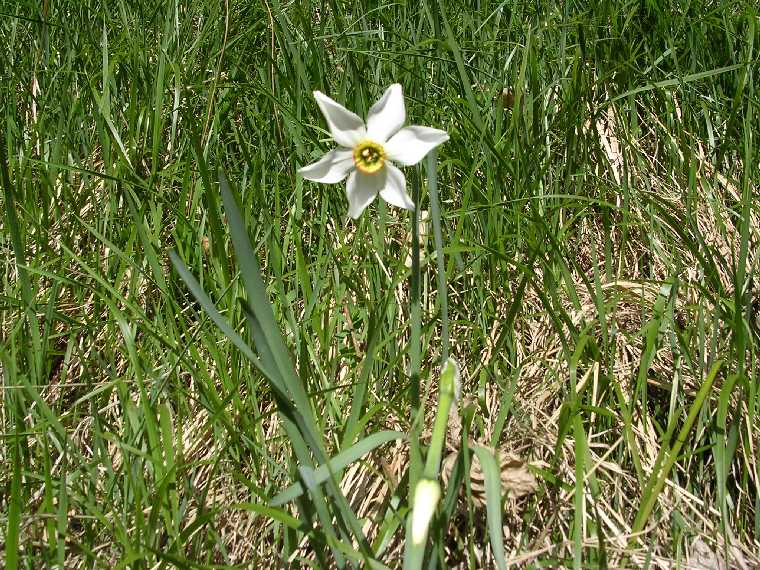 N. poeticus - 07 maggio 2005 - 01