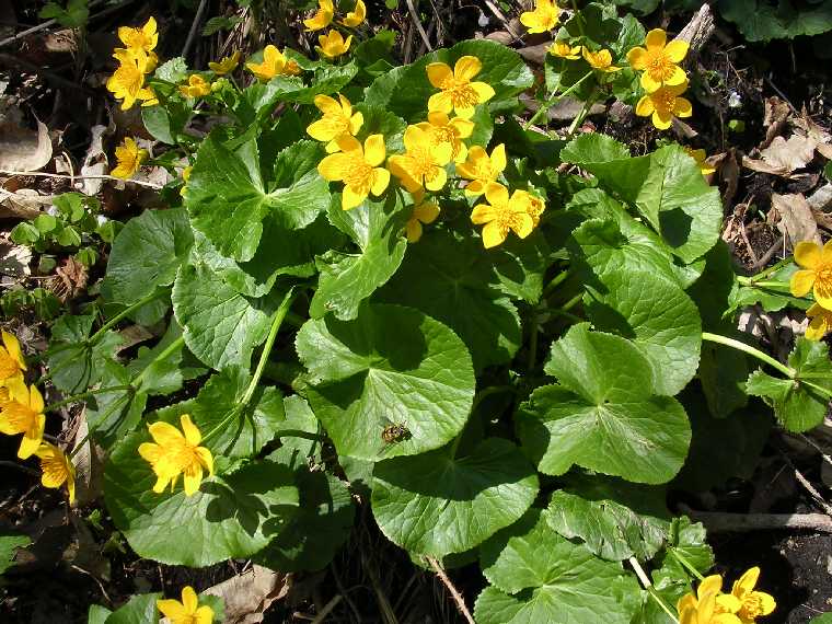 C. palustris - 07 maggio 2005 - 02