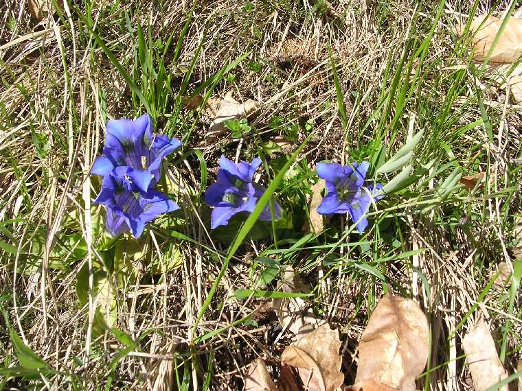 G. clusii - 07 maggio 2005 - 03