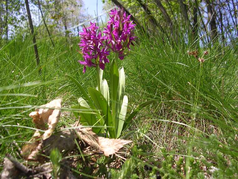 D. latifolia - 07 maggio 2005 - 04