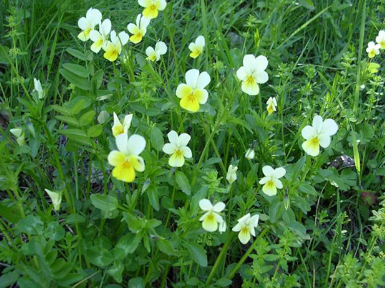 V. tricolor - 07 maggio 2005 - 05