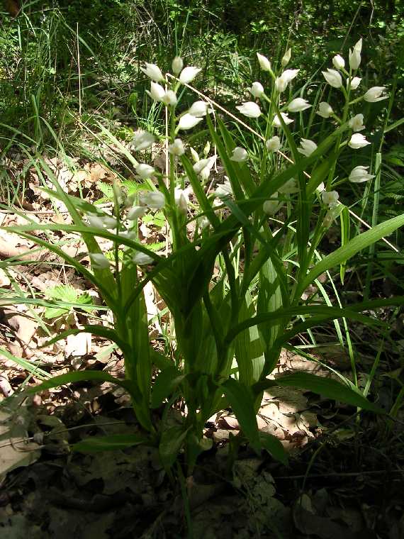 C. longifolia - 08 maggio 2005 - 01