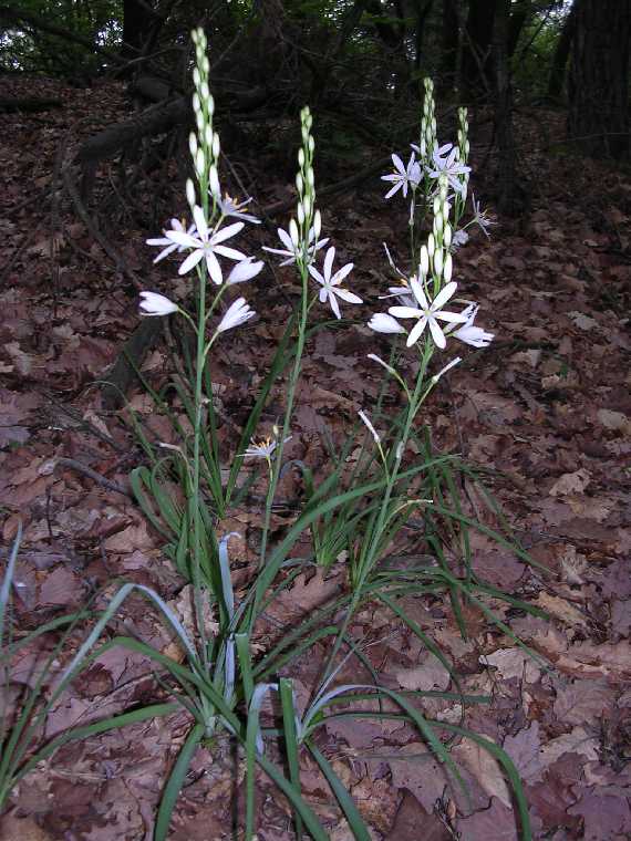 Antericum liliago - 14 maggio 2005 - 01