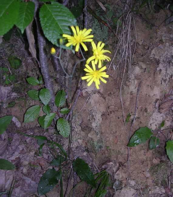 Hieracium sp. - 14 maggio 2005 - 02