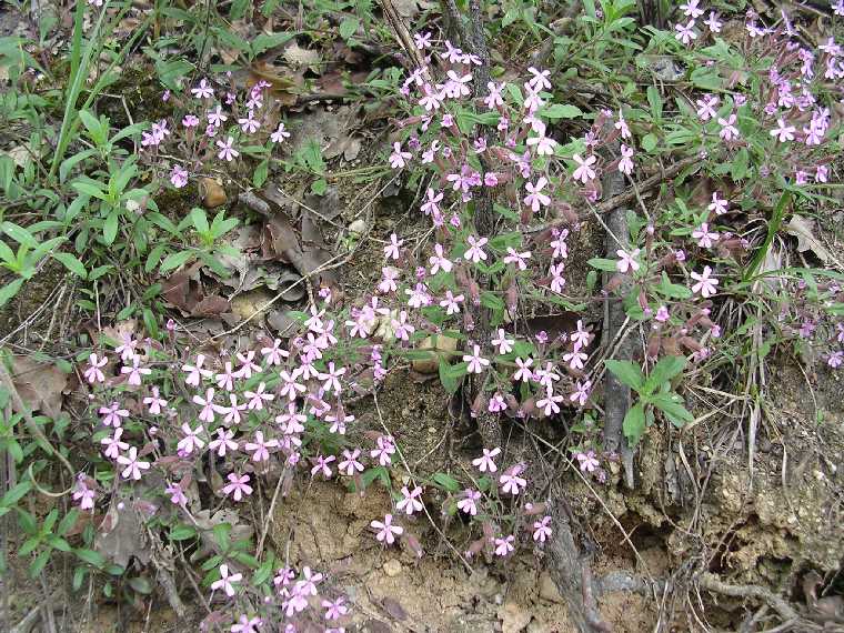 S. ocymoides - 14 maggio 2005 - 03