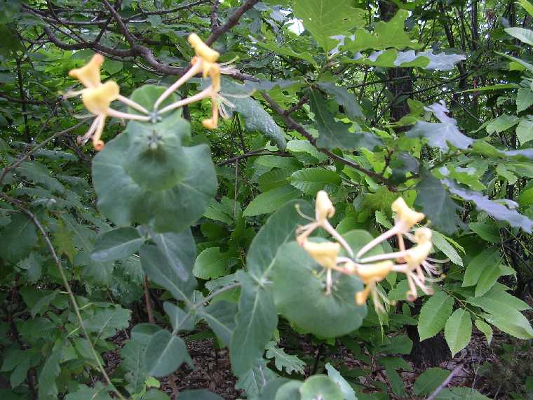 L. caprifolium - 14 maggio 2005 - 04