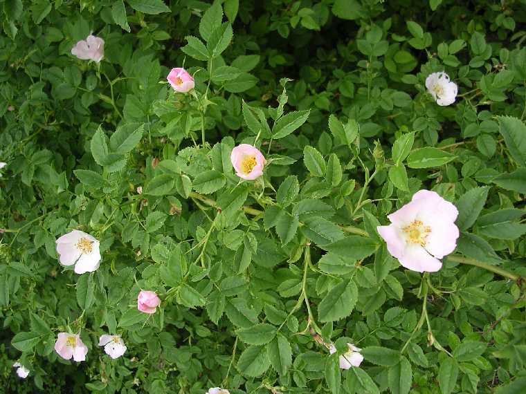 R. canina - 14 maggio 2005 - 05