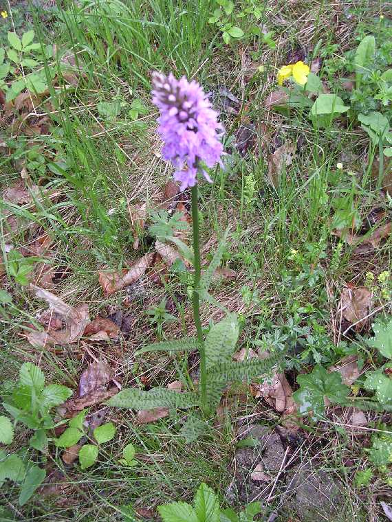 D. maculata - 02 giugno 2005 - 01