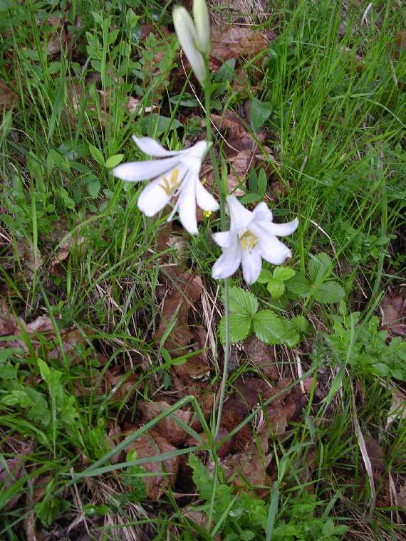 P. liliastrum - 02 giugno 2005 - 02