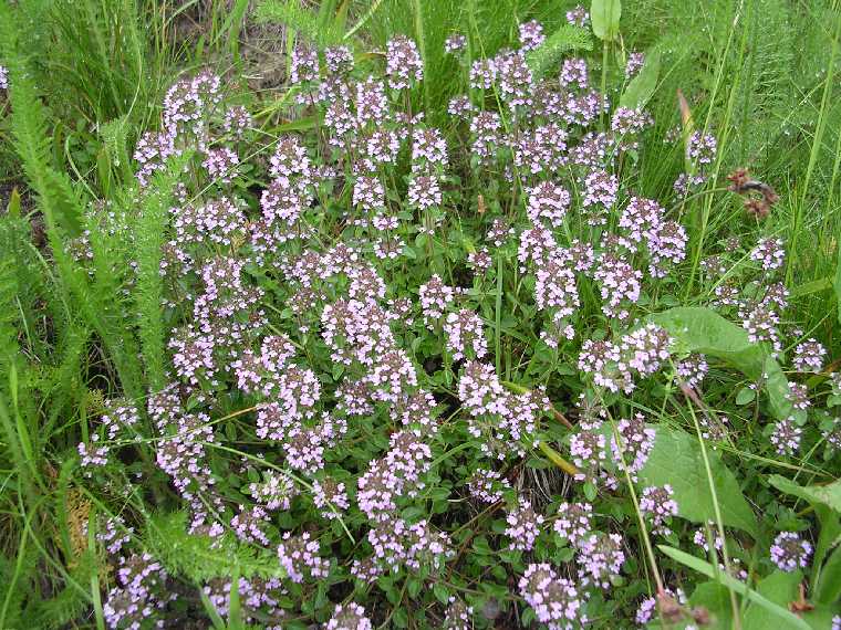 T. serpyllum - 02 giugno 2005 - 03