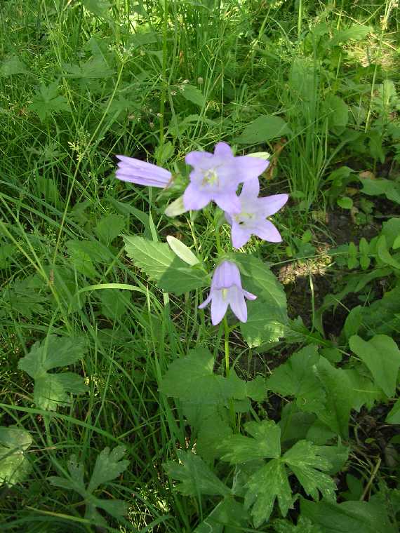 D. latifolia - 11 giugno 2005 - 01