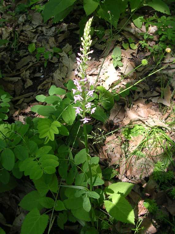 V. tricolor - 11 giugno 2005 - 02