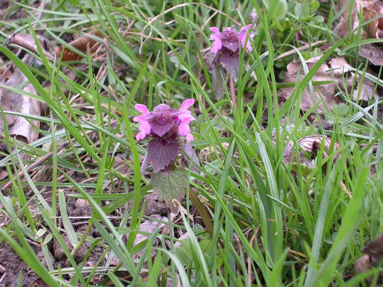 Gagea villosa - 01 aprile 2006 - 01