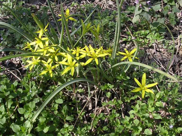 Gagea villosa - 02 aprile 2006 - 01