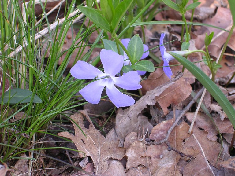 Vinca minor - 08 aprile 2006 - 01