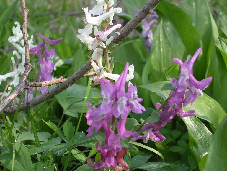 Vinca minor - 08 aprile 2006 - 02