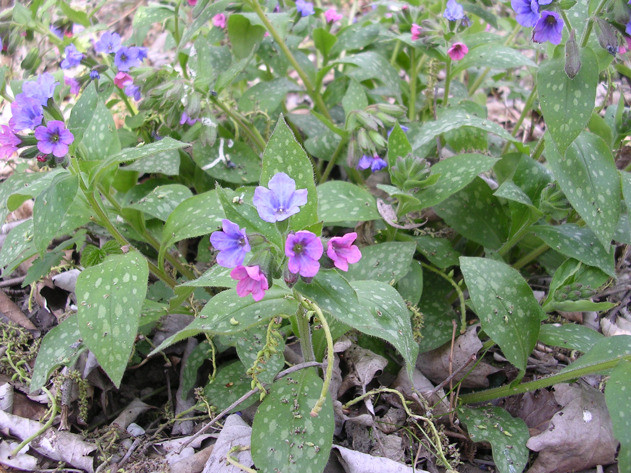 Pulmonaria officinalis - 16 aprile 2006 - 01