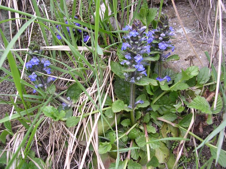 Pulmonaria australis - 24 aprile 2006 - 01
