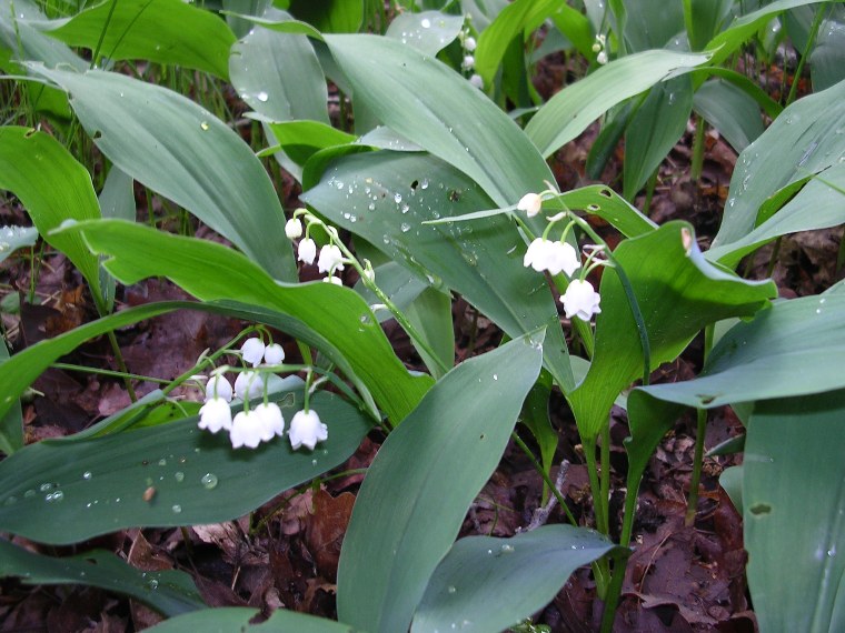 Convallaria majalis - 30 aprile 2006 - 01
