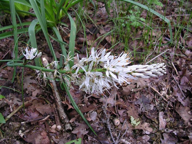 Convallaria majalis - 30 aprile 2006 - 02