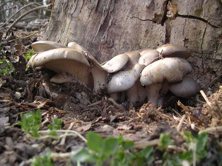 P. ostreatus - 20 marzo 2005 - 02