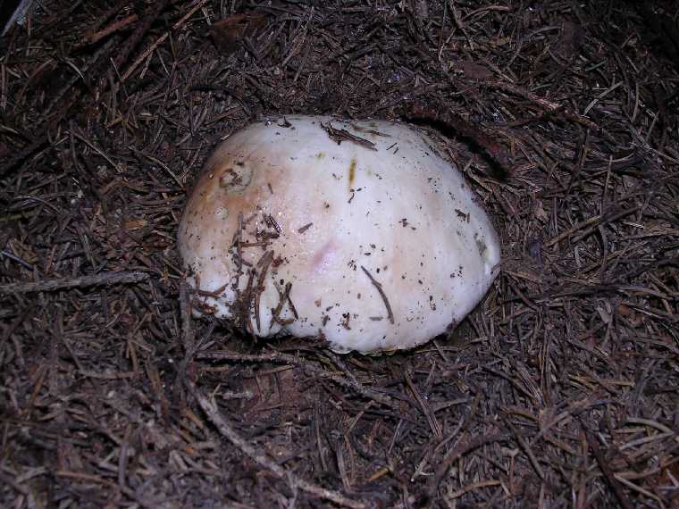 B. edulis - 24 giugno 2005 - 03