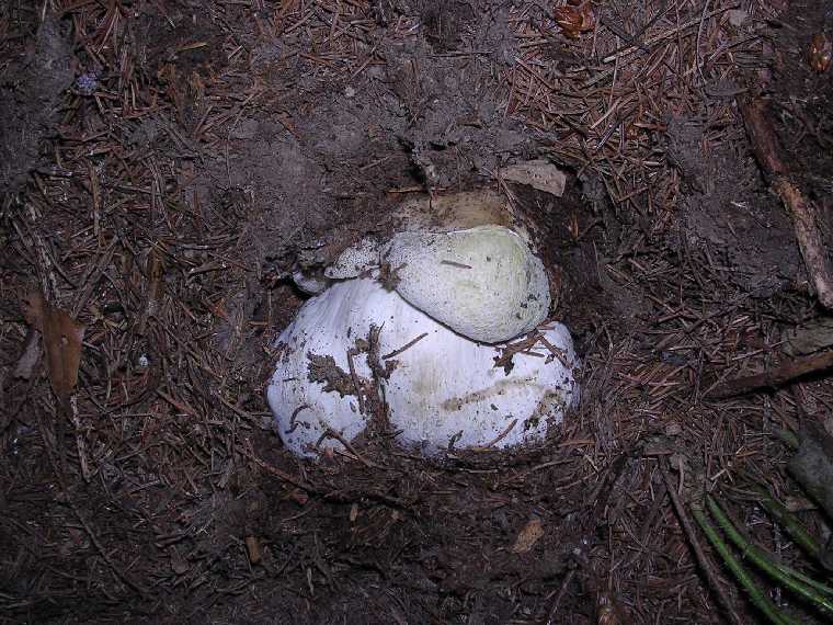 B. edulis - 24 giugno 2005 - 05