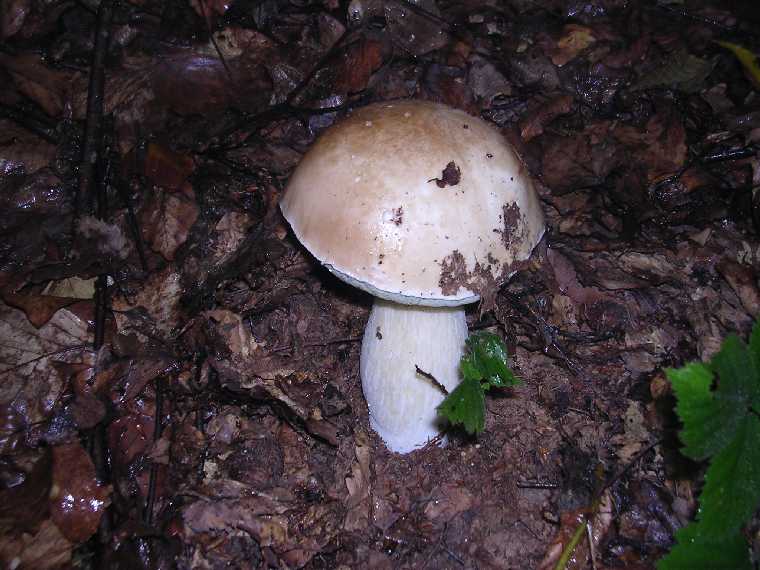 B. edulis - 27 agosto 2005 - 02