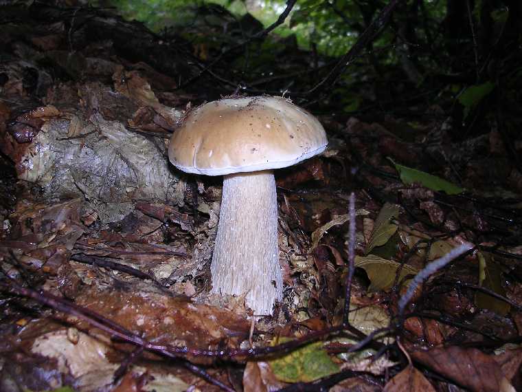 B. edulis - 27 agosto 2005 - 04