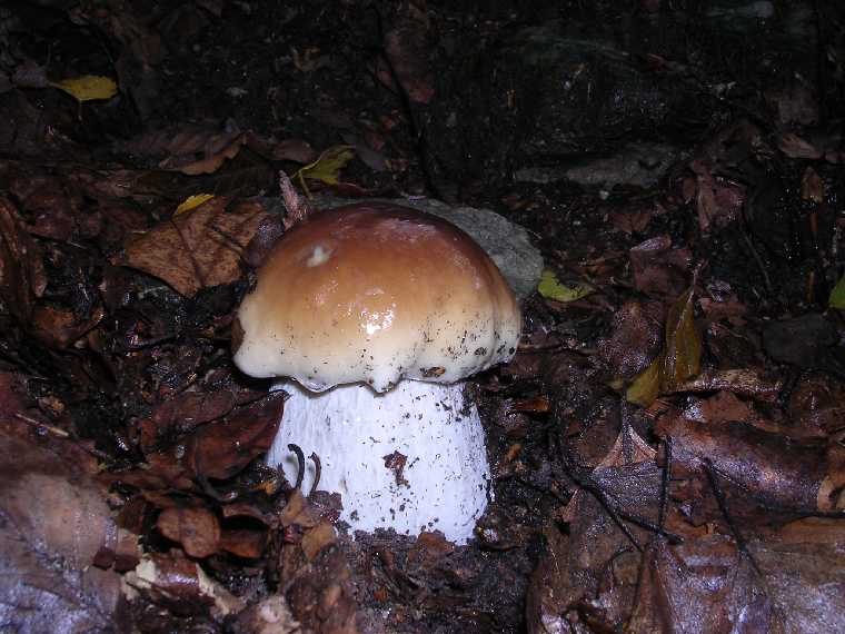 B. edulis - 27 agosto 2005 - 05