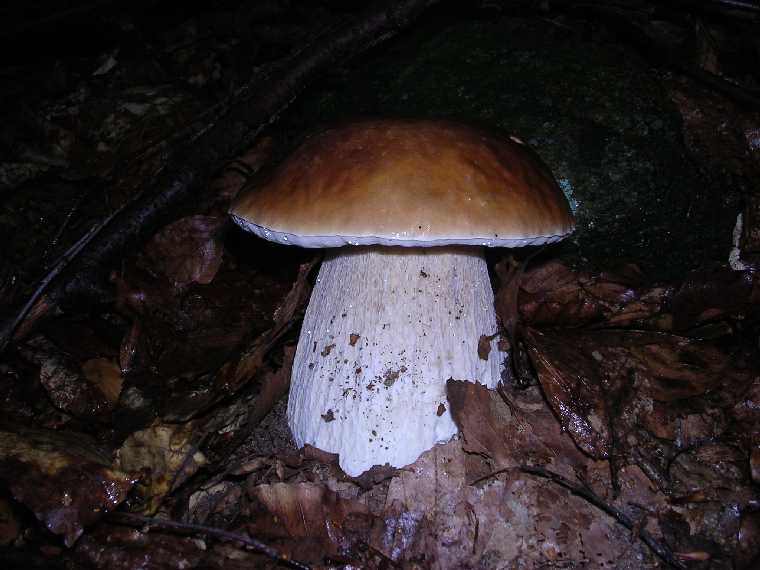 B. edulis - 27 agosto 2005 - 07